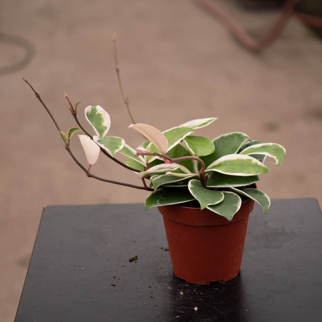 Gabriella Plants Hoya 4" Hoya carnosa 'Krimson Queen'