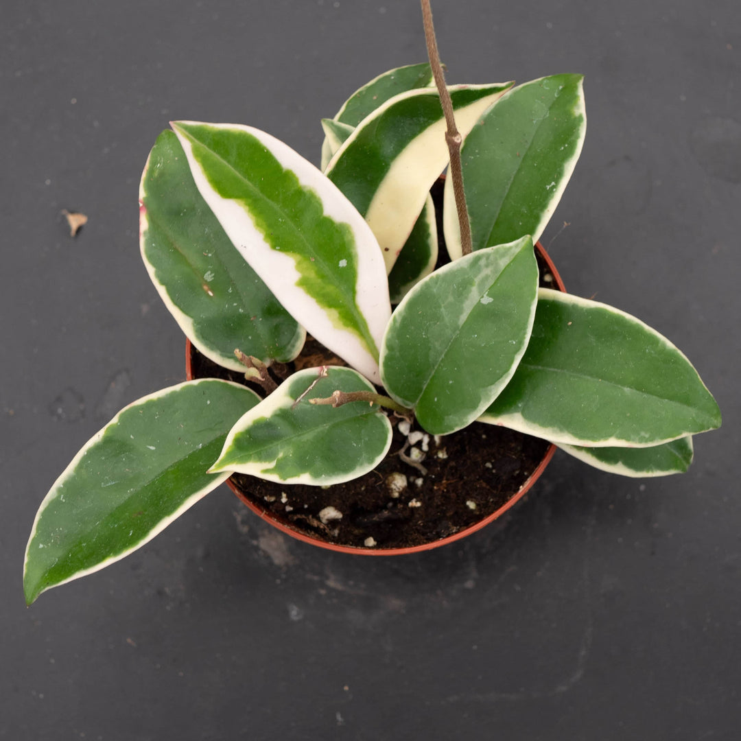 Gabriella Plants Hoya 4" Hoya carnosa 'Krimson Queen'