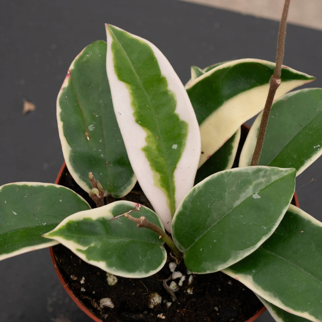 Gabriella Plants Hoya 4" Hoya carnosa 'Krimson Queen'