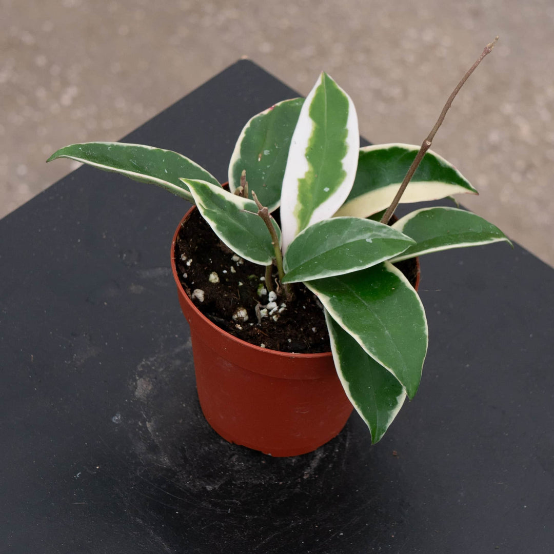 Gabriella Plants Hoya 4" Hoya carnosa 'Krimson Queen'