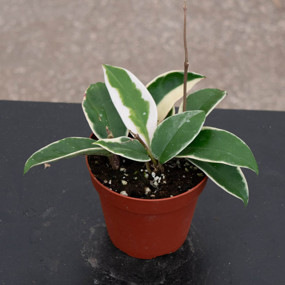 Gabriella Plants Hoya 4" Hoya carnosa 'Krimson Queen'