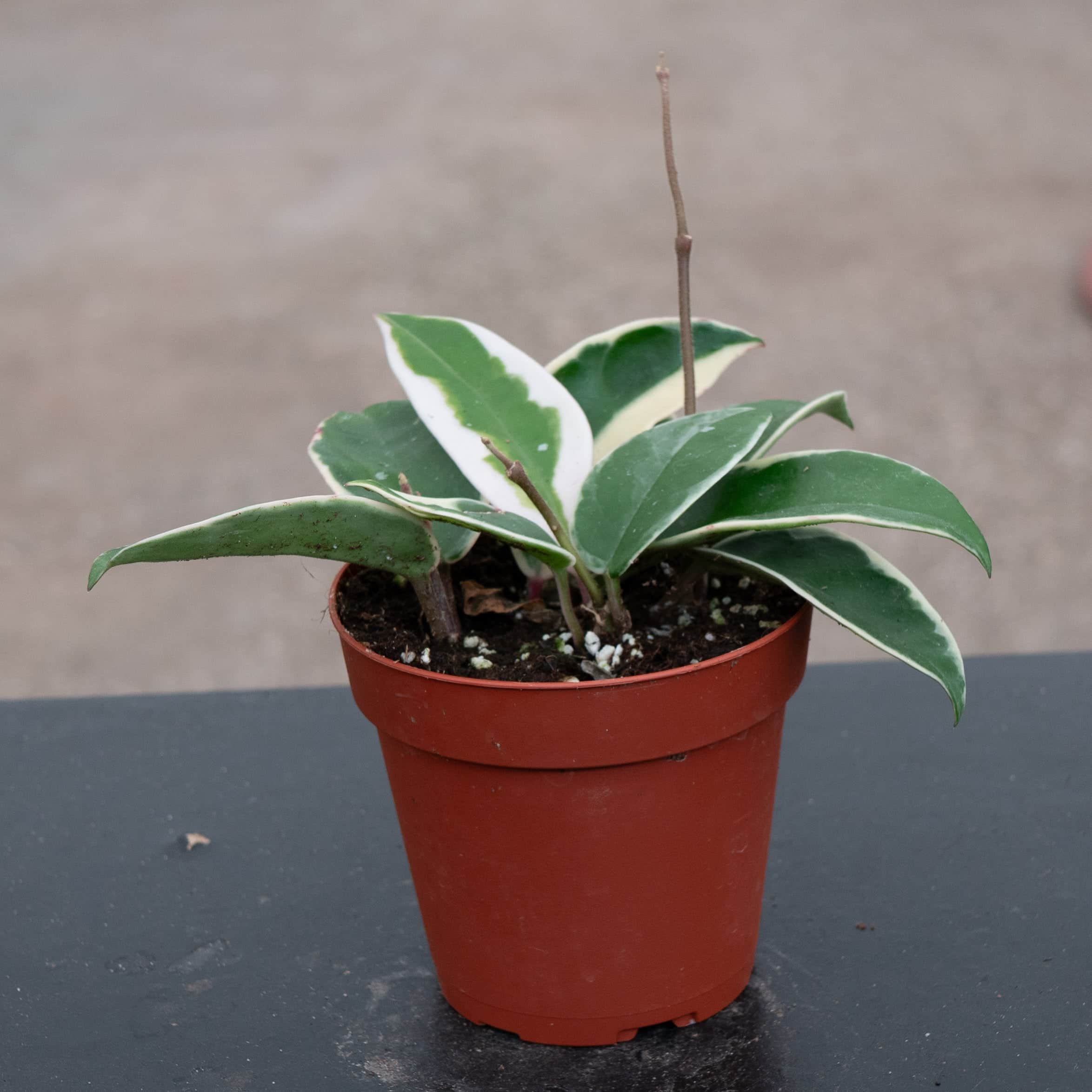 Hoya carnosa 'Krimson Queen' - Gabriella Plants