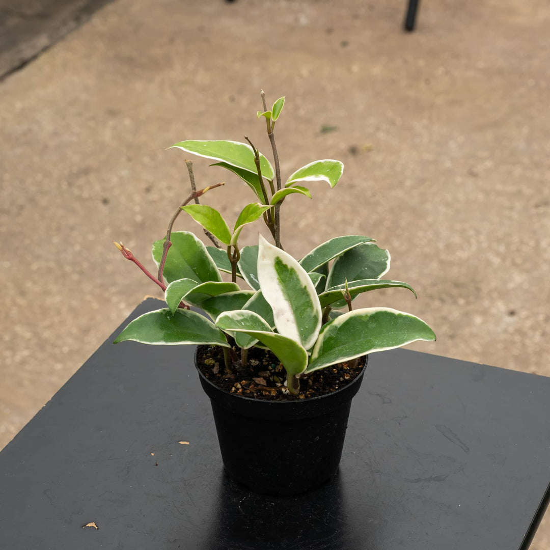 Gabriella Plants Hoya 4" Hoya carnosa &