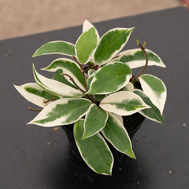 Gabriella Plants Hoya 4" Hoya carnosa &