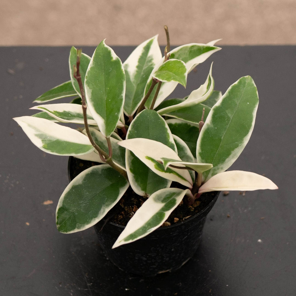 Gabriella Plants Hoya 4" Hoya carnosa 'Krimson Queen'