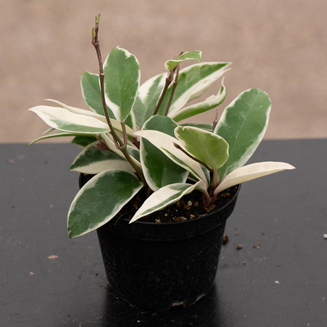 Gabriella Plants Hoya 4" Hoya carnosa 'Krimson Queen'
