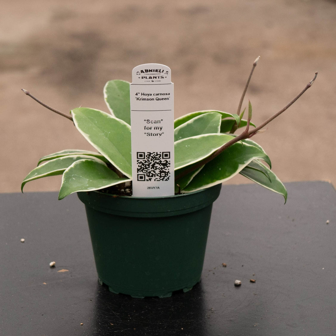 Gabriella Plants Hoya 4" Hoya carnosa 'Krimson Queen'