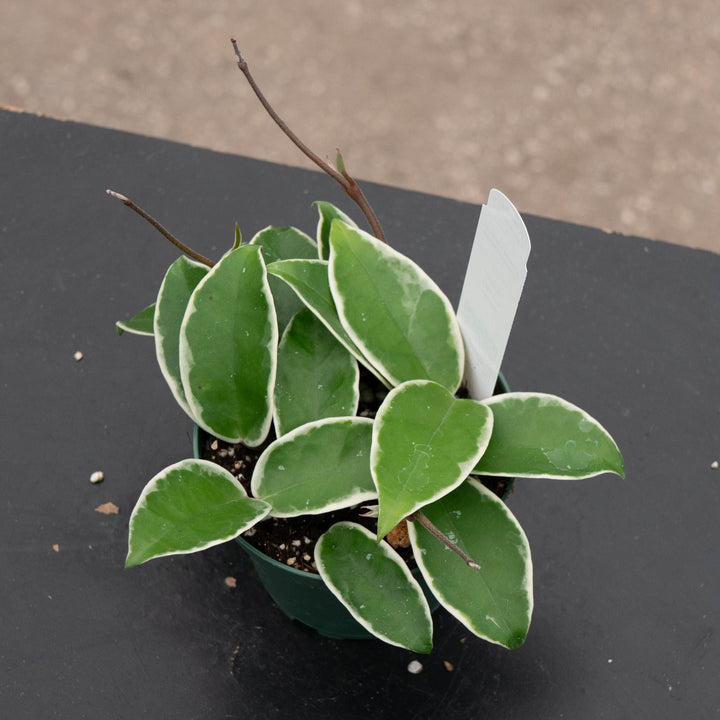 Gabriella Plants Hoya 4" Hoya carnosa &