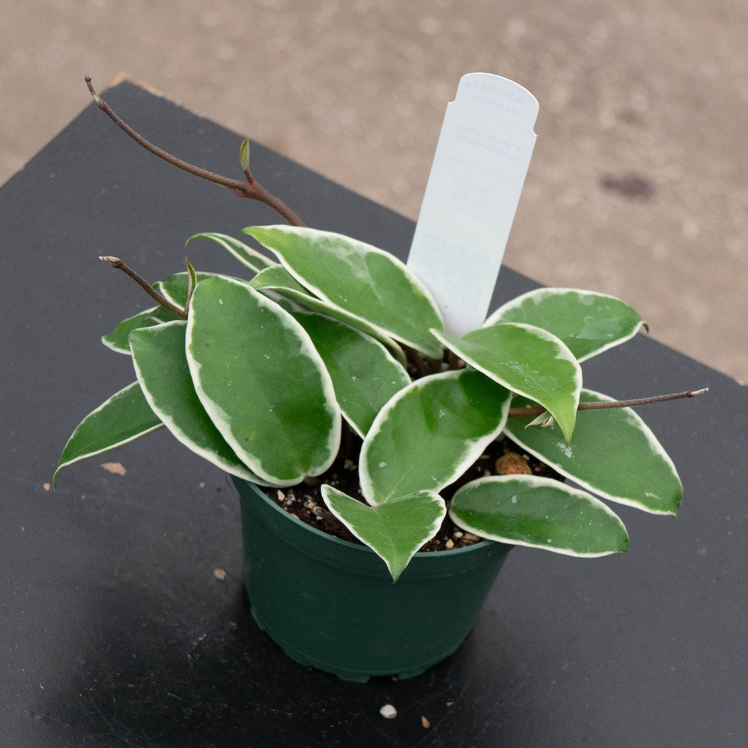 Gabriella Plants Hoya 4" Hoya carnosa &