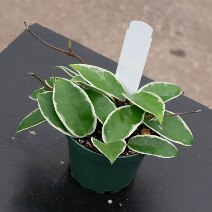 Gabriella Plants Hoya 4" Hoya carnosa &