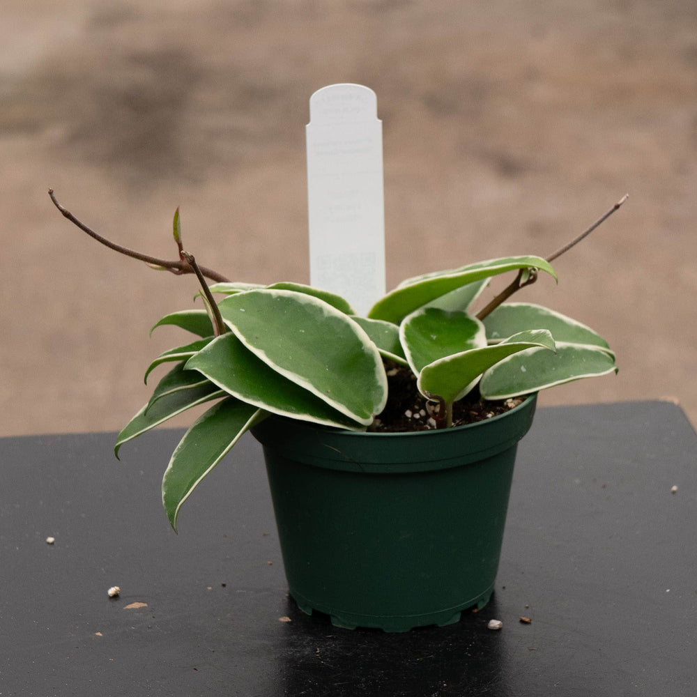 Gabriella Plants Hoya 4" Hoya carnosa 'Krimson Queen'