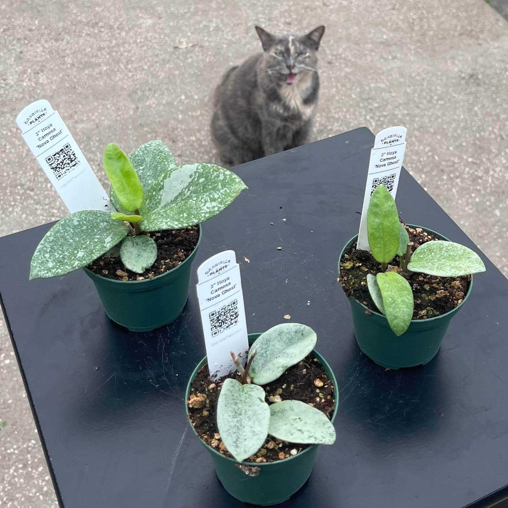 Hoya carnosa 'Nova Ghost' - Gabriella Plants