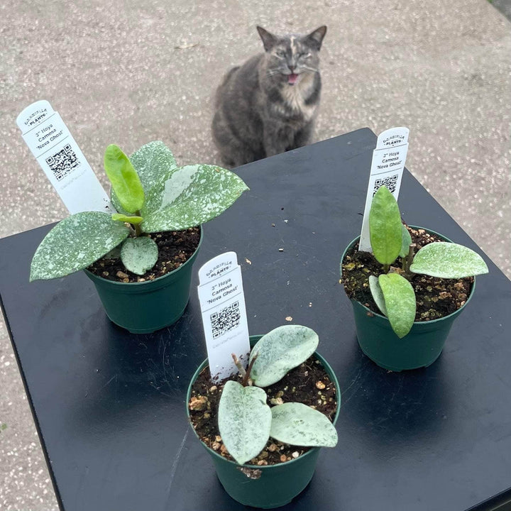 Gabriella Plants Hoya 3" Hoya carnosa 'Nova Ghost’