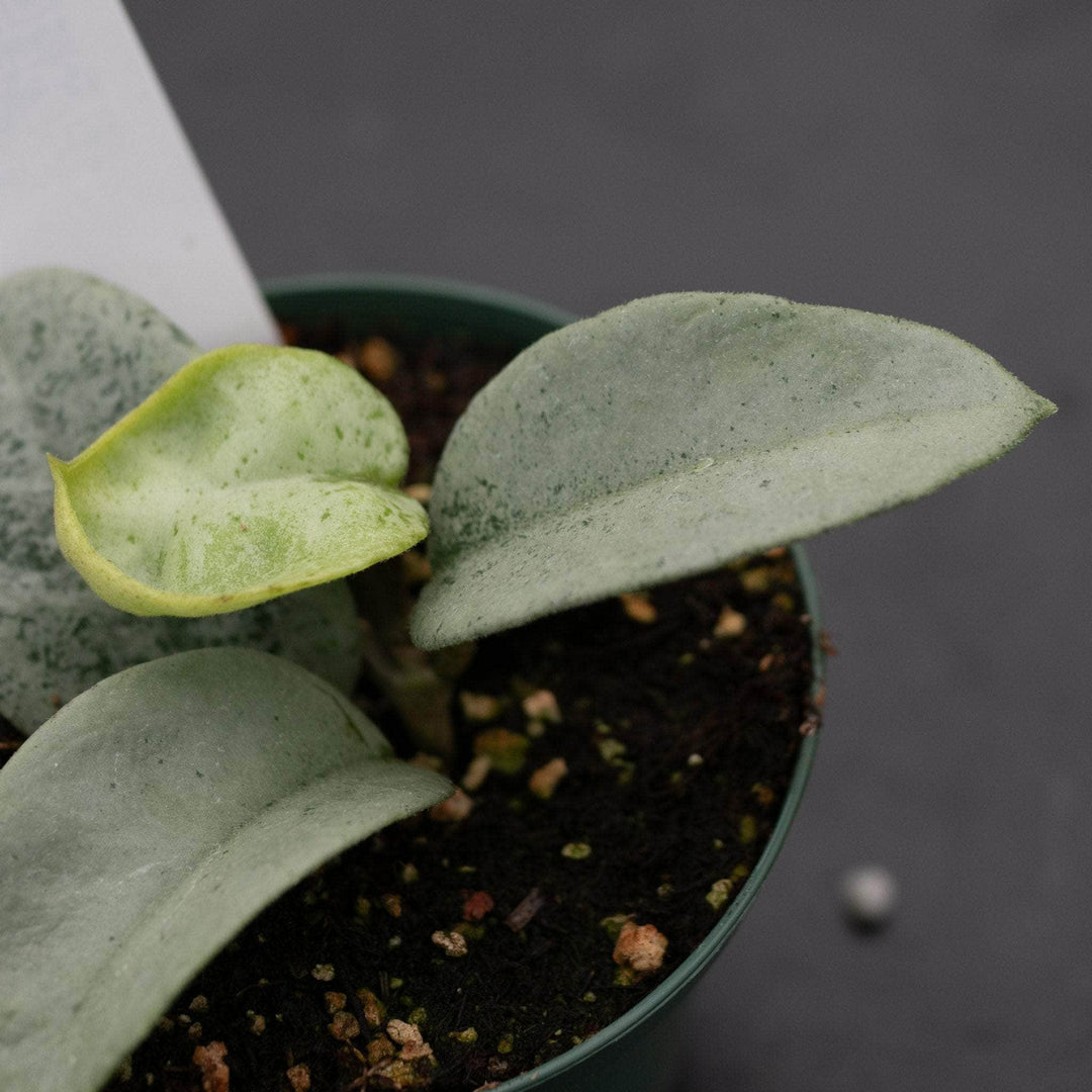 Gabriella Plants Hoya 3" Hoya carnosa 'Nova Ghost’