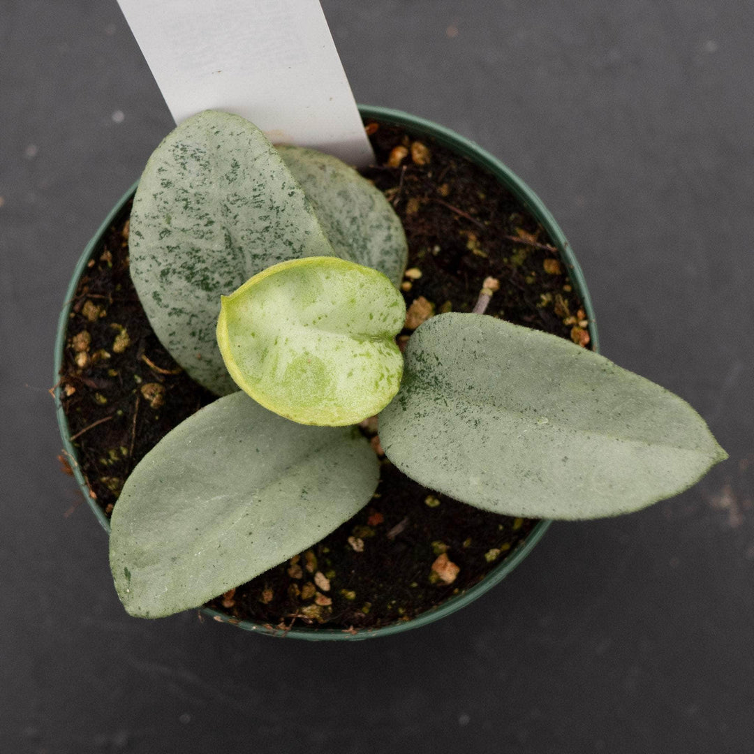 Gabriella Plants Hoya 3" Hoya carnosa 'Nova Ghost’