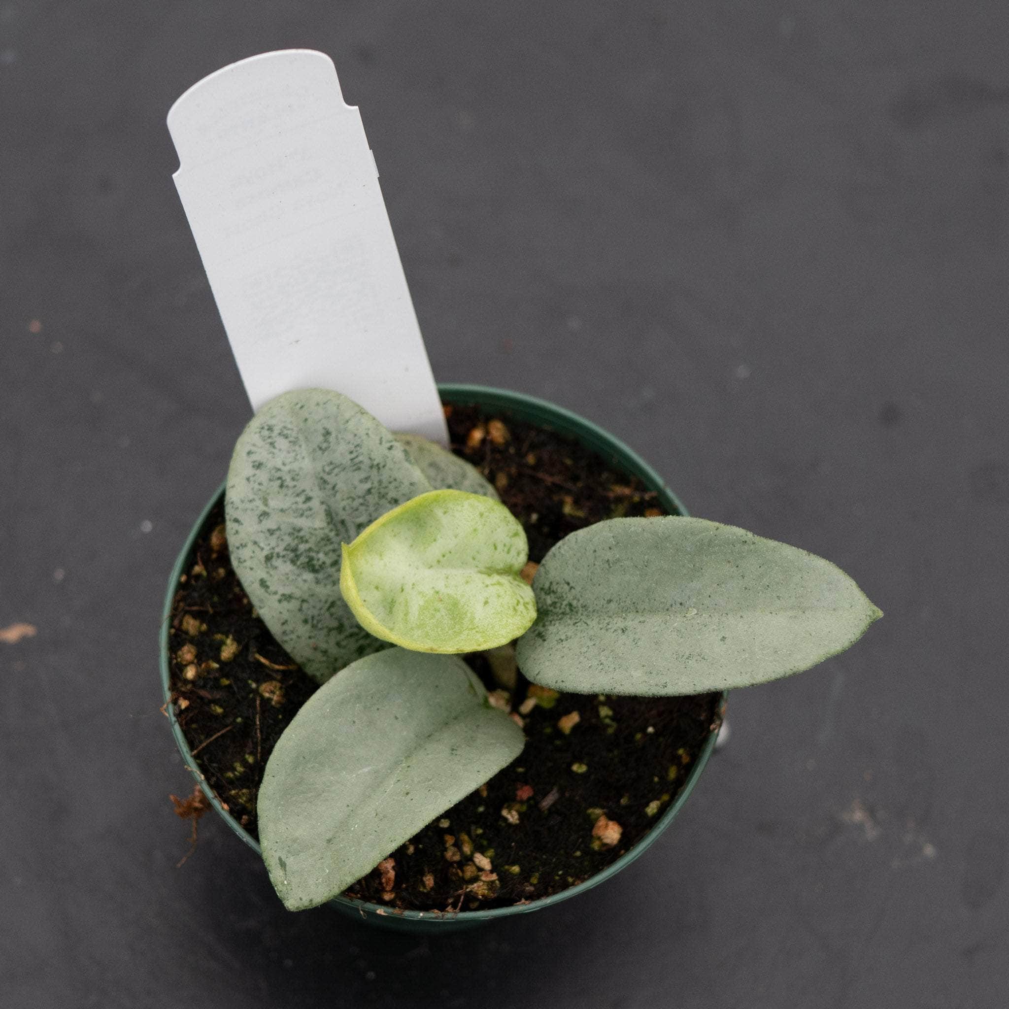 Hoya carnosa 'Nova Ghost' - Gabriella Plants