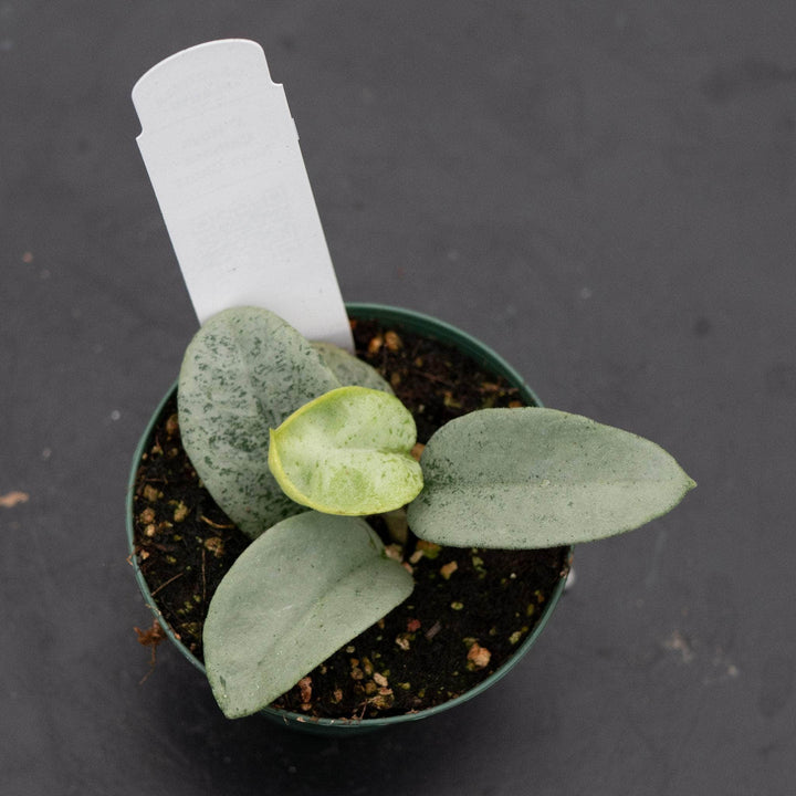 Gabriella Plants Hoya 3" Hoya carnosa 'Nova Ghost’