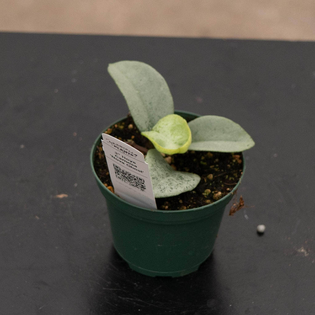 Gabriella Plants Hoya 3" Hoya carnosa 'Nova Ghost’