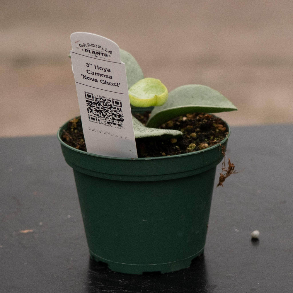 Gabriella Plants Hoya 3" Hoya carnosa 'Nova Ghost’