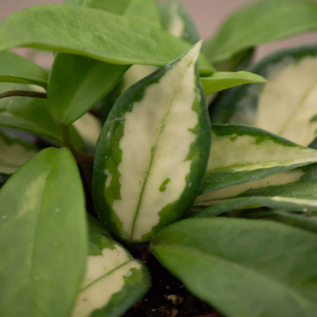 Gabriella Plants Hoya Hoya carnosa 'Tricolor' 'Krimson Princess'