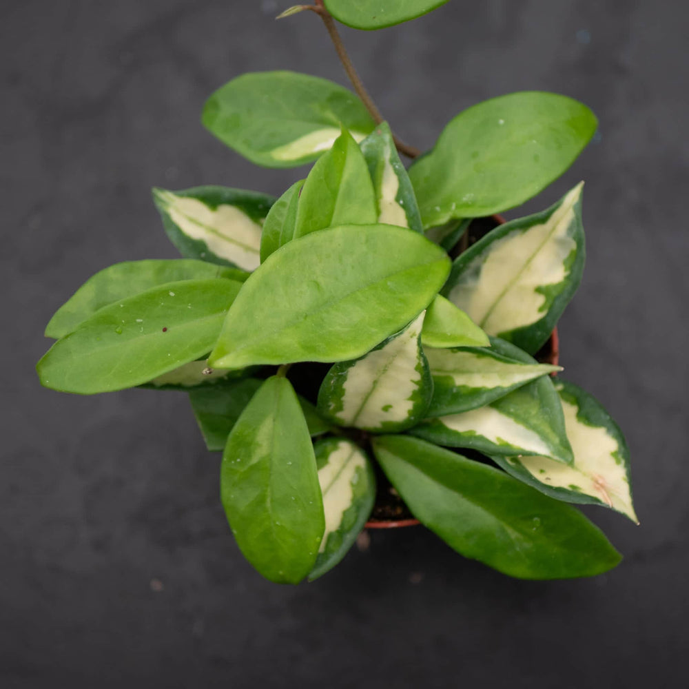 Gabriella Plants Hoya Hoya carnosa 'Tricolor' 'Krimson Princess'