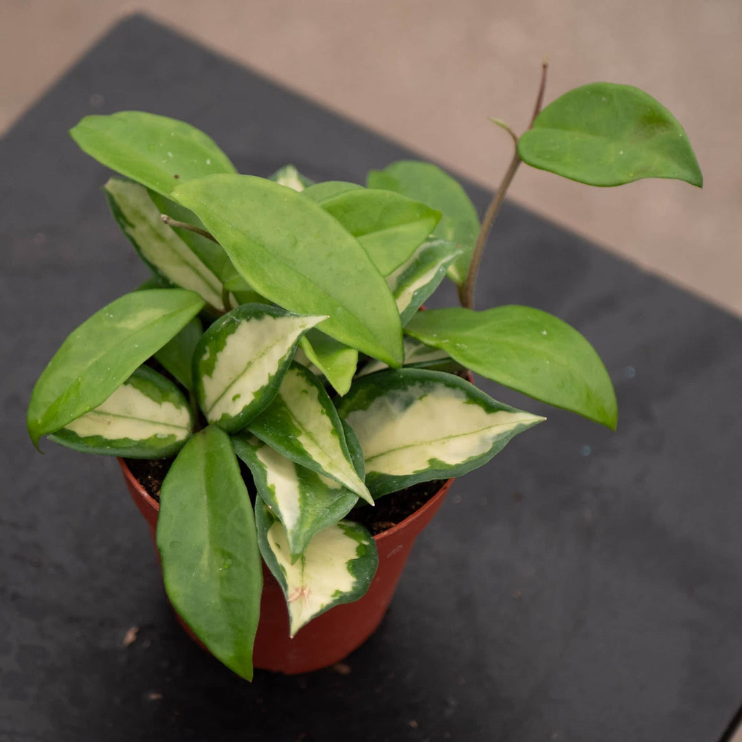 Gabriella Plants Hoya Hoya carnosa 'Tricolor' 'Krimson Princess'