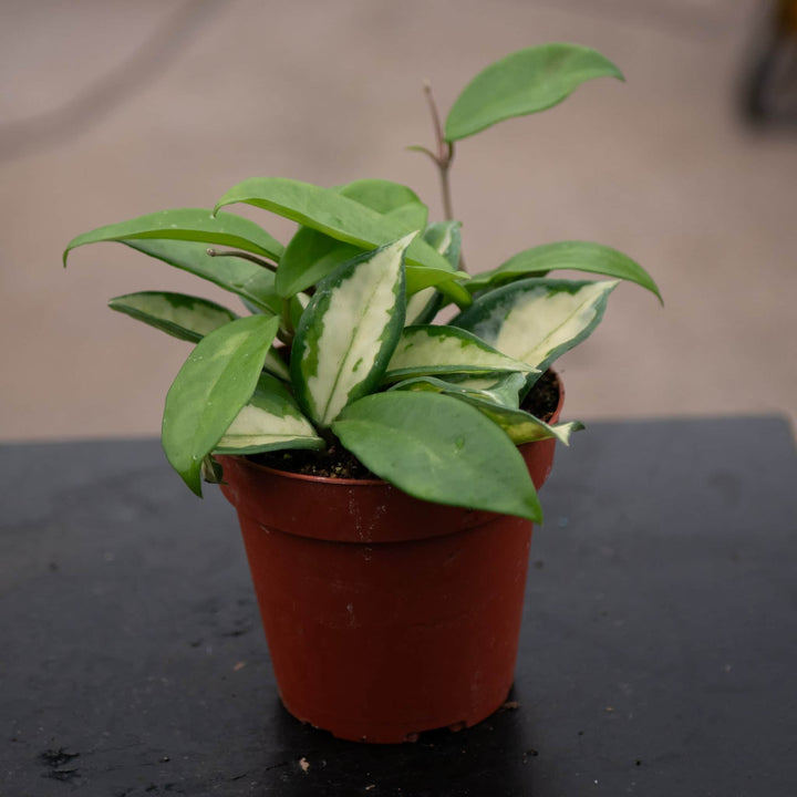 Gabriella Plants Hoya Hoya carnosa 'Tricolor' 'Krimson Princess'