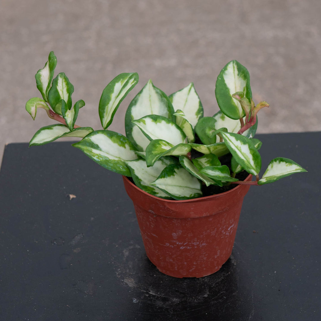Gabriella Plants Hoya Hoya carnosa 'Tricolor' 'Krimson Princess'