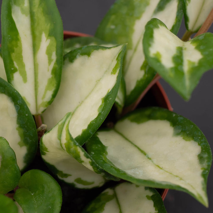 Gabriella Plants Hoya Hoya carnosa 'Tricolor' 'Krimson Princess'