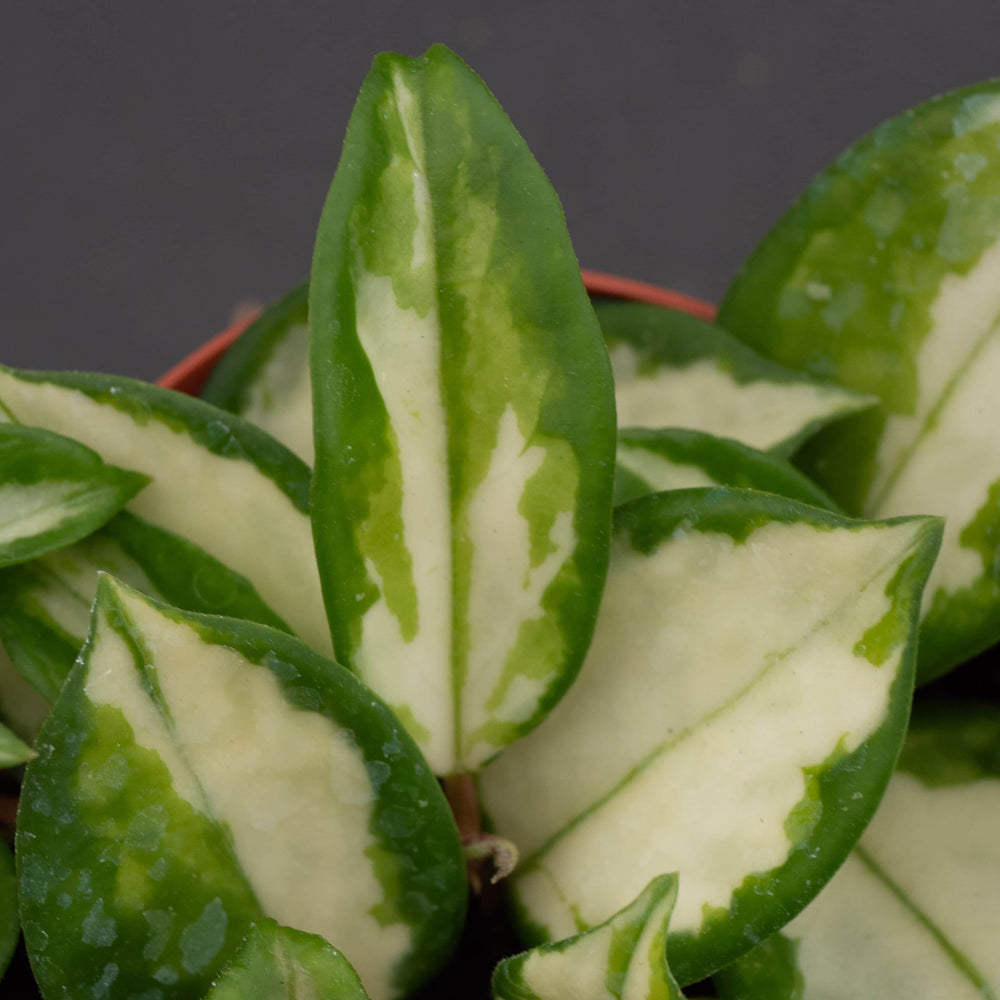 Gabriella Plants Hoya Hoya carnosa 'Tricolor' 'Krimson Princess'