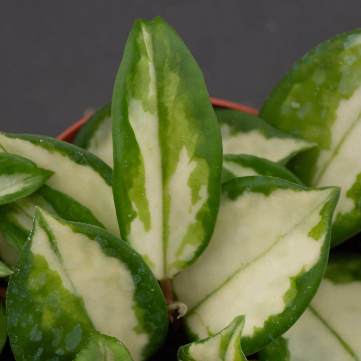 Gabriella Plants Hoya Hoya carnosa 'Tricolor' 'Krimson Princess'