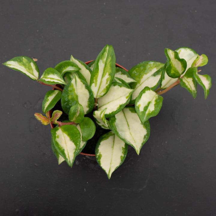 Gabriella Plants Hoya Hoya carnosa 'Tricolor' 'Krimson Princess'