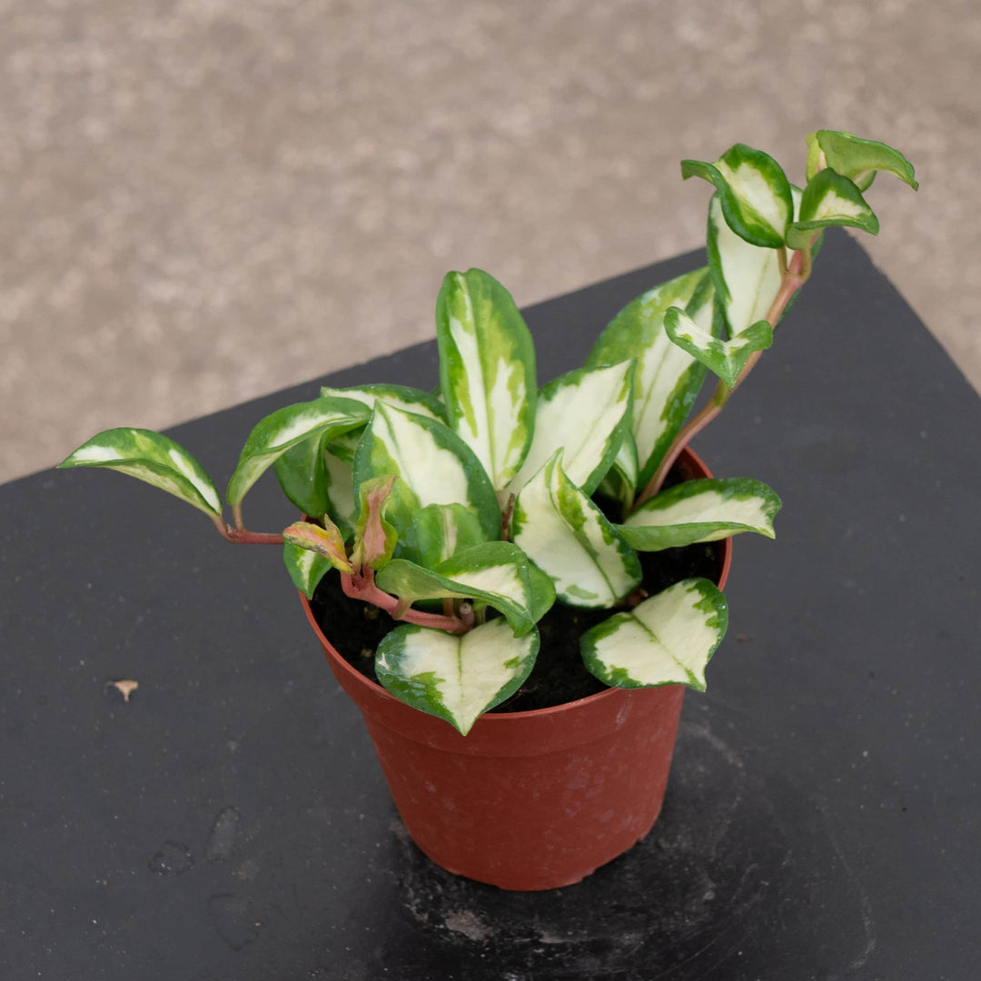 Gabriella Plants Hoya Hoya carnosa 'Tricolor' 'Krimson Princess'