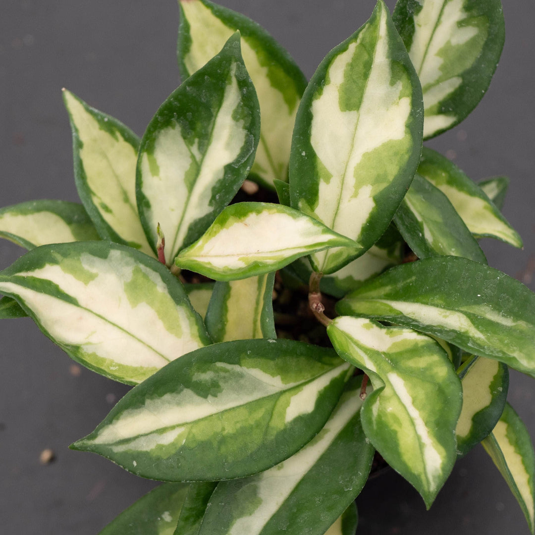 Gabriella Plants Hoya Hoya carnosa &