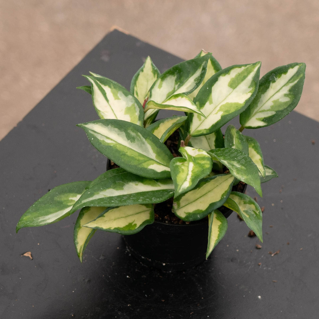 Gabriella Plants Hoya Hoya carnosa &