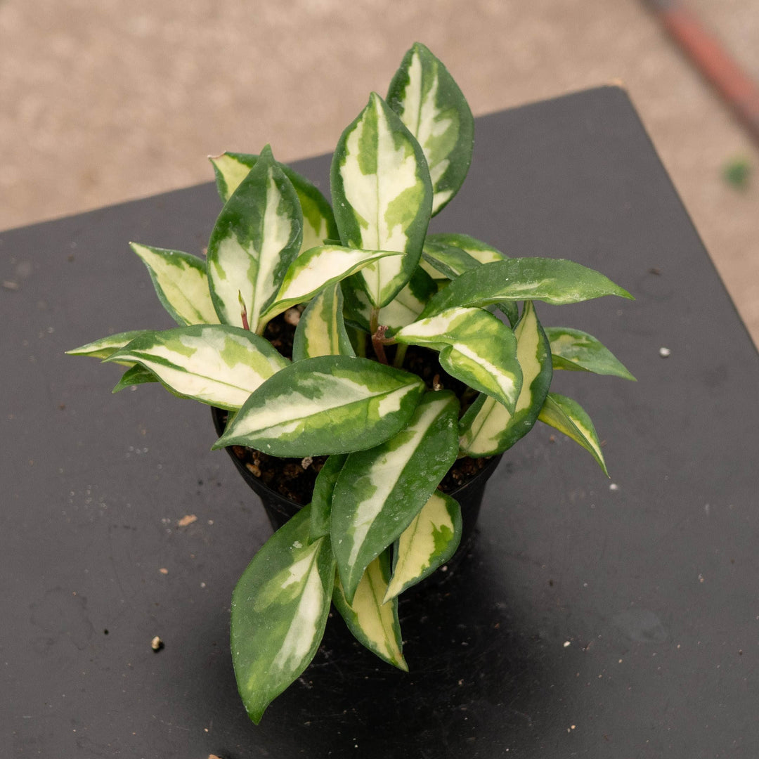 Gabriella Plants Hoya Hoya carnosa &