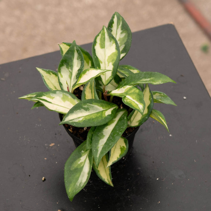 Gabriella Plants Hoya Hoya carnosa &
