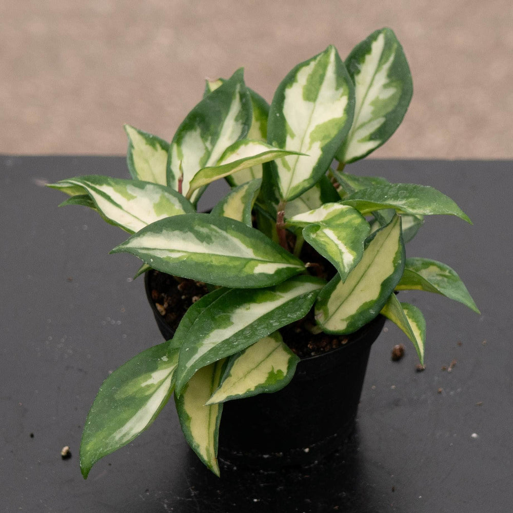 Gabriella Plants Hoya Hoya carnosa 'Tricolor' 'Krimson Princess'