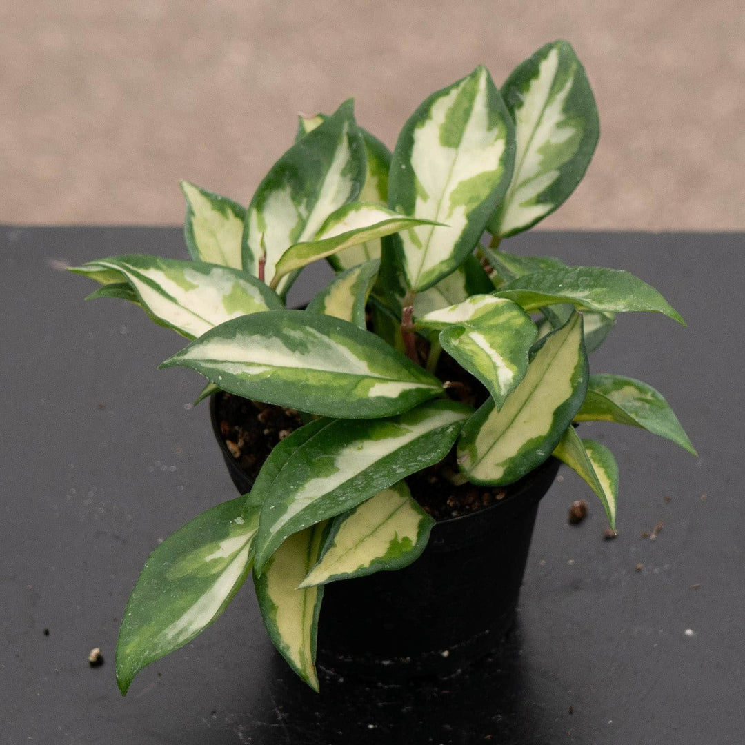 Gabriella Plants Hoya Hoya carnosa &