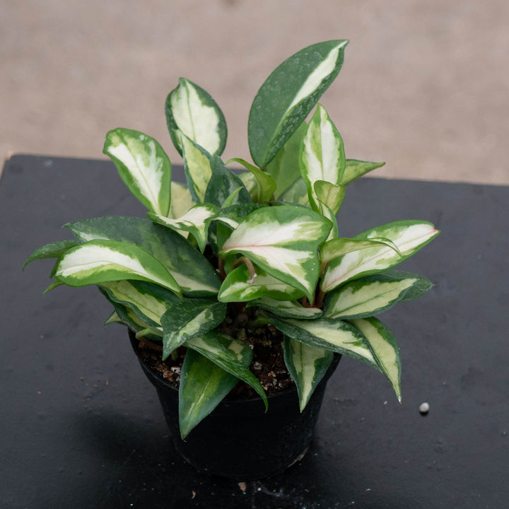 Gabriella Plants Hoya Hoya carnosa &
