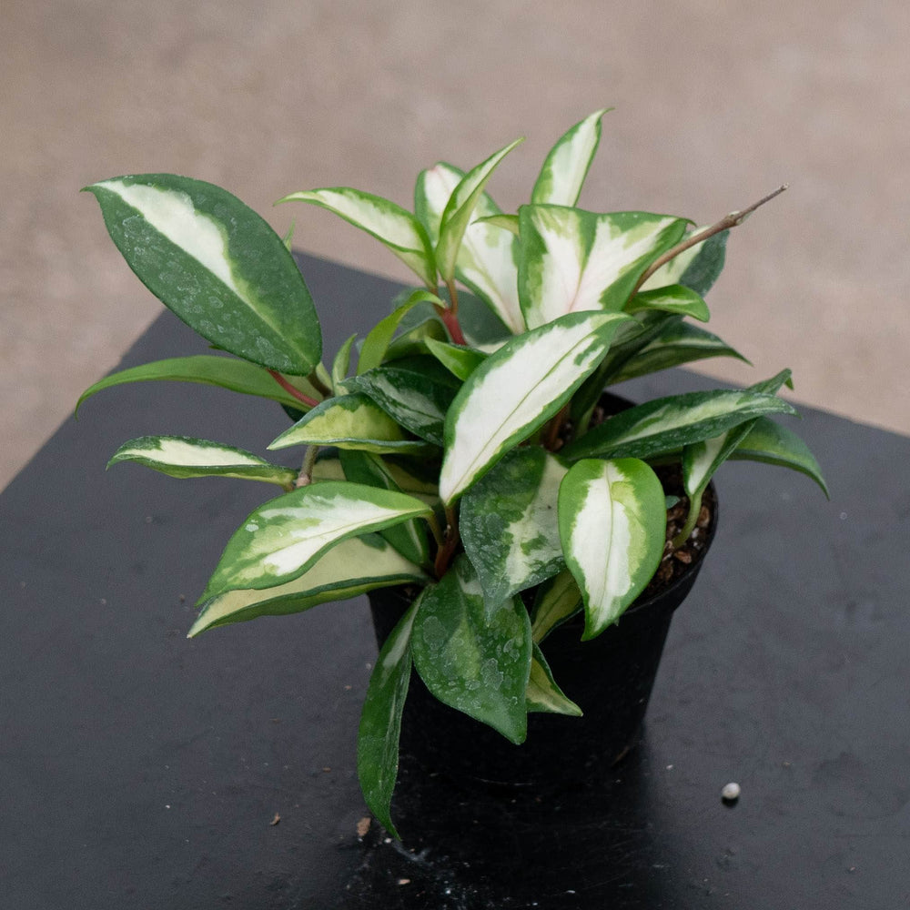 Gabriella Plants Hoya Hoya carnosa 'Tricolor' 'Krimson Princess'