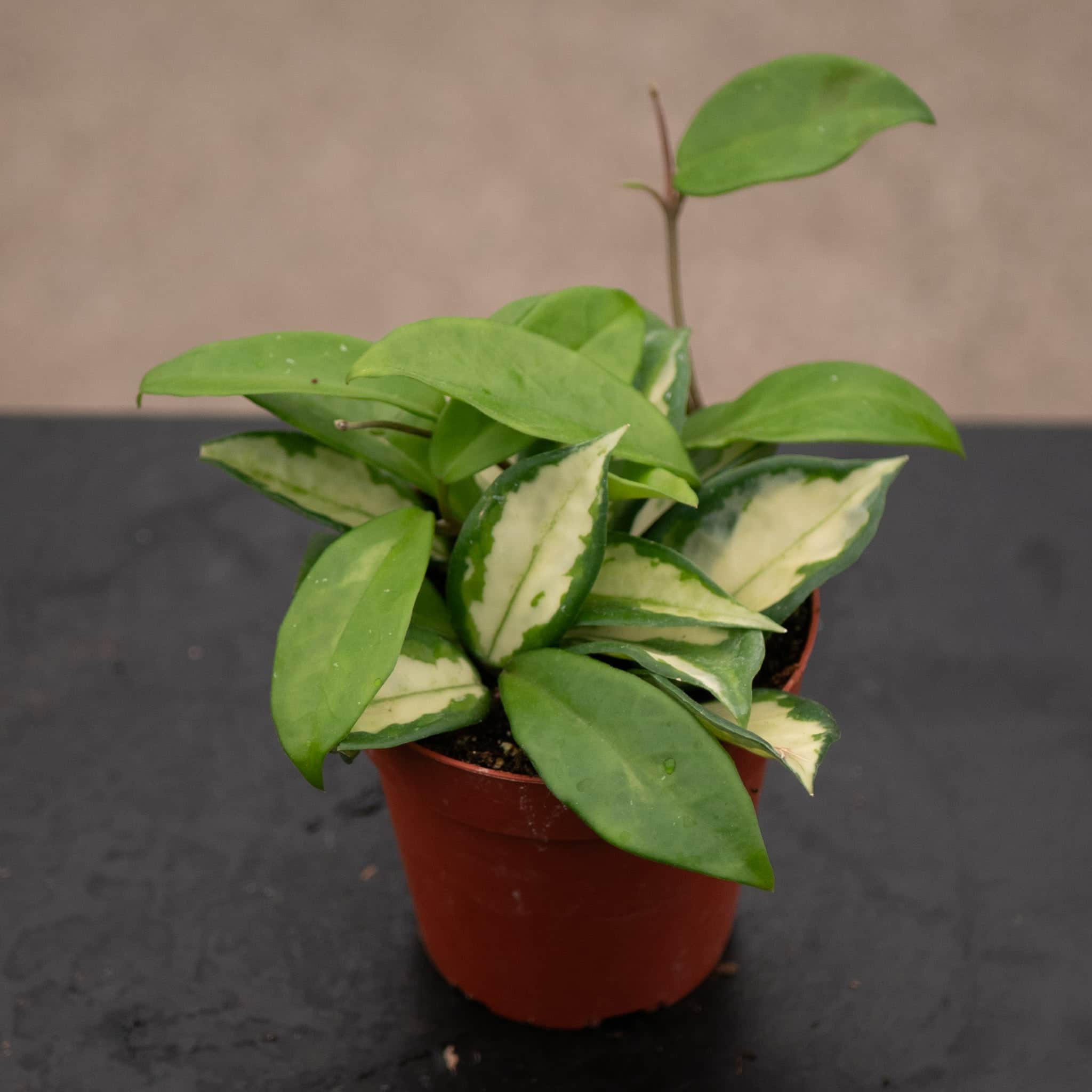 Hoya carnosa 'Tricolor' 'Krimson Princess' - Gabriella Plants