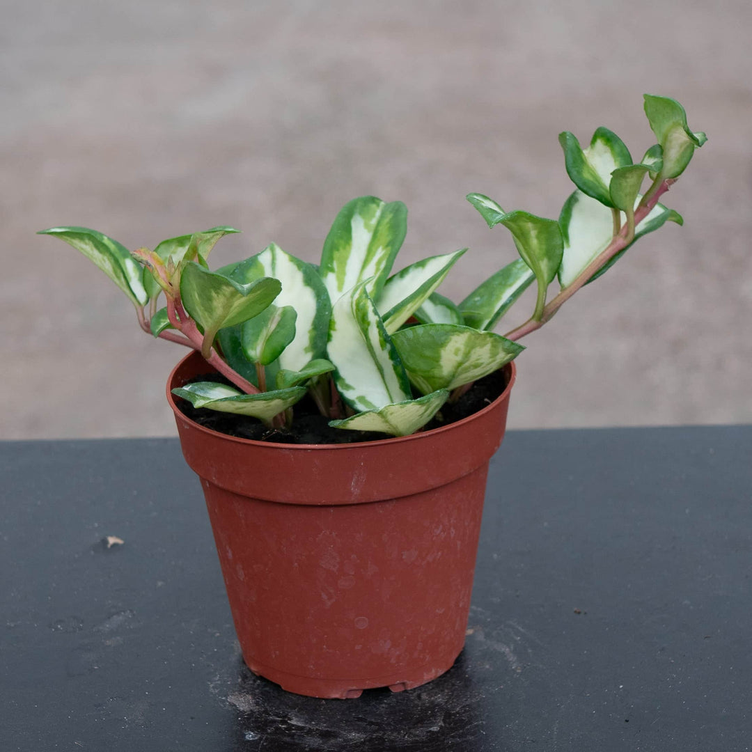 Gabriella Plants Hoya 4" Hoya carnosa 'Tricolor' 'Krimson Princess'
