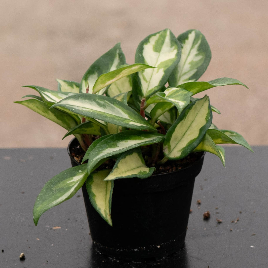 Gabriella Plants Hoya 4" Hoya carnosa 'Tricolor' 'Krimson Princess'