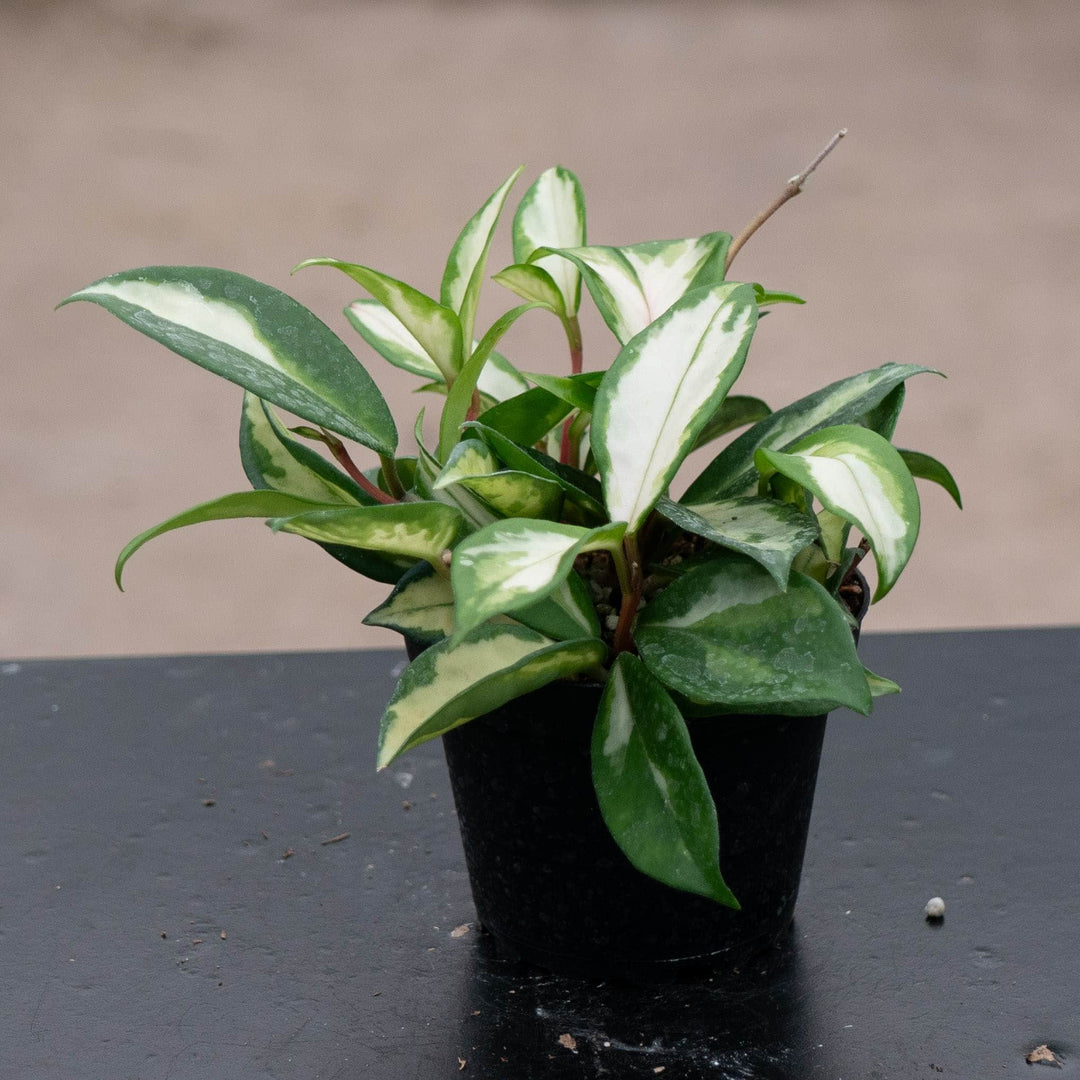 Gabriella Plants Hoya 4" Hoya carnosa &