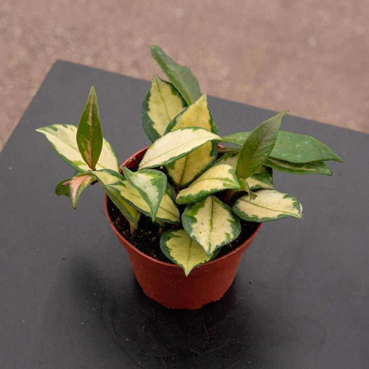 Gabriella Plants Hoya 4" Hoya carnosa 'Tricolor' 'Krimson Princess'