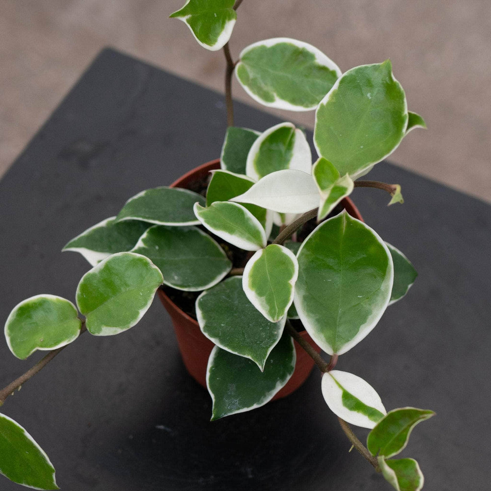 Gabriella Plants Hoya 4" Hoya carnosa variegated 'Amore'