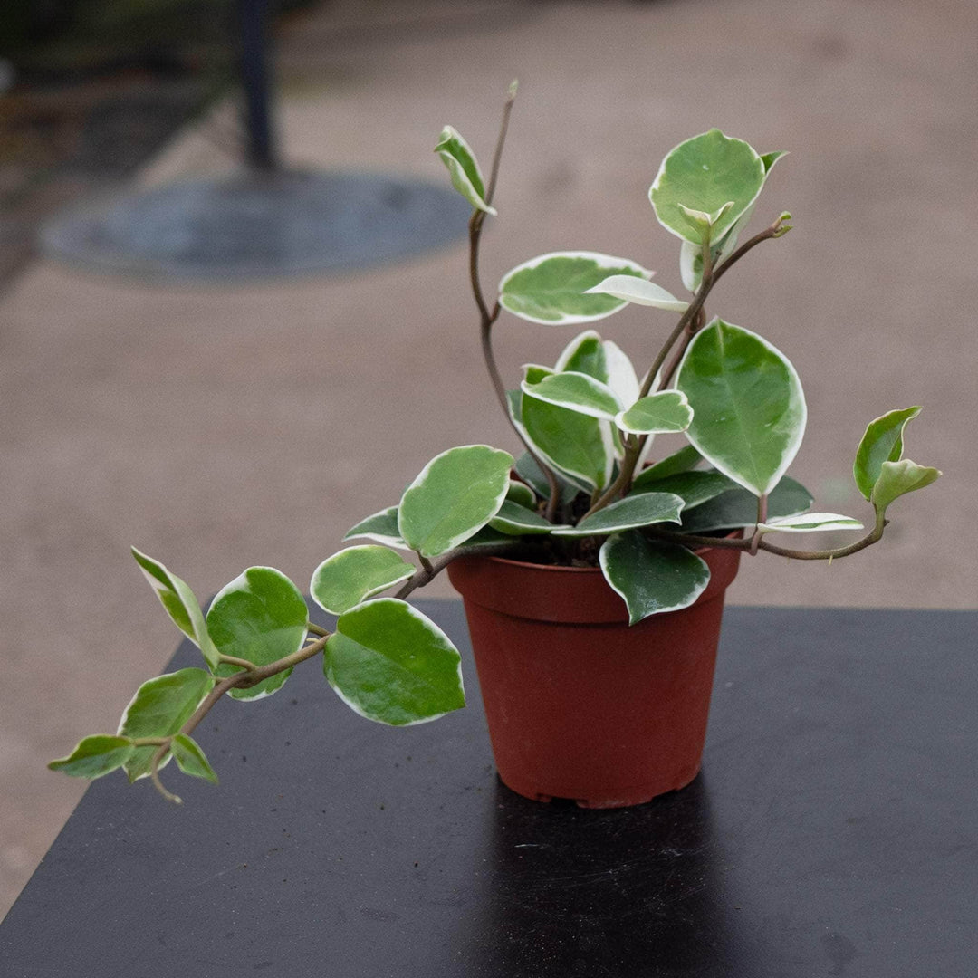 Gabriella Plants Hoya 4" Hoya carnosa variegated 'Amore'