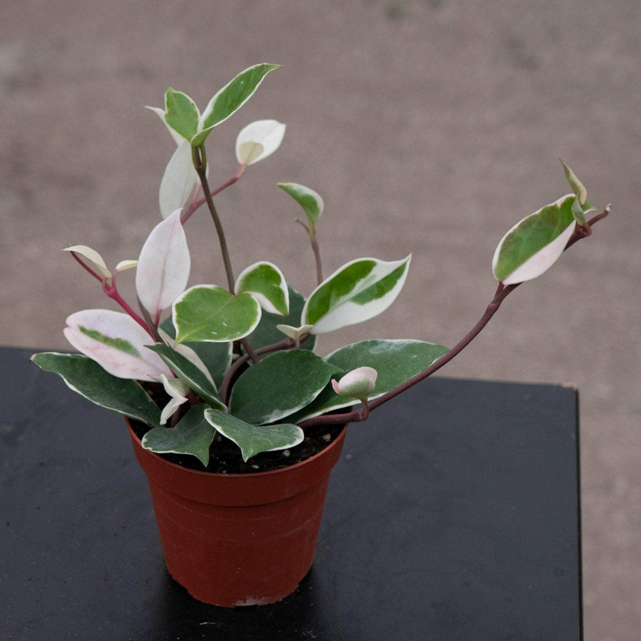 その他観葉植物 Hoya Carnosa 'Amore' Hoya Carnosa 'Amore' - Gabbar Farms