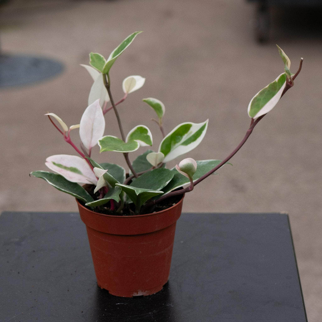 Gabriella Plants Hoya 4" Hoya carnosa variegated 'Amore'